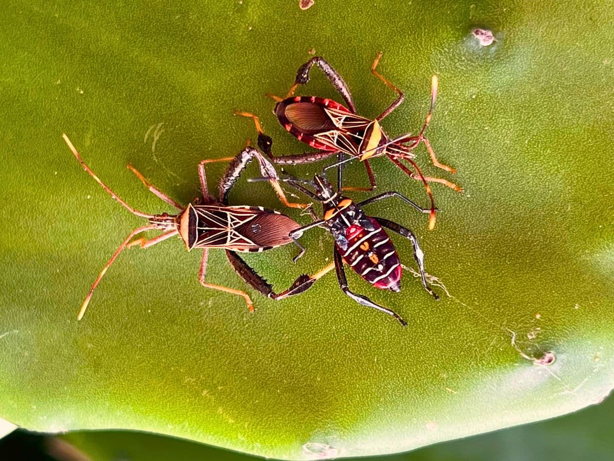 Expédition Entomologique