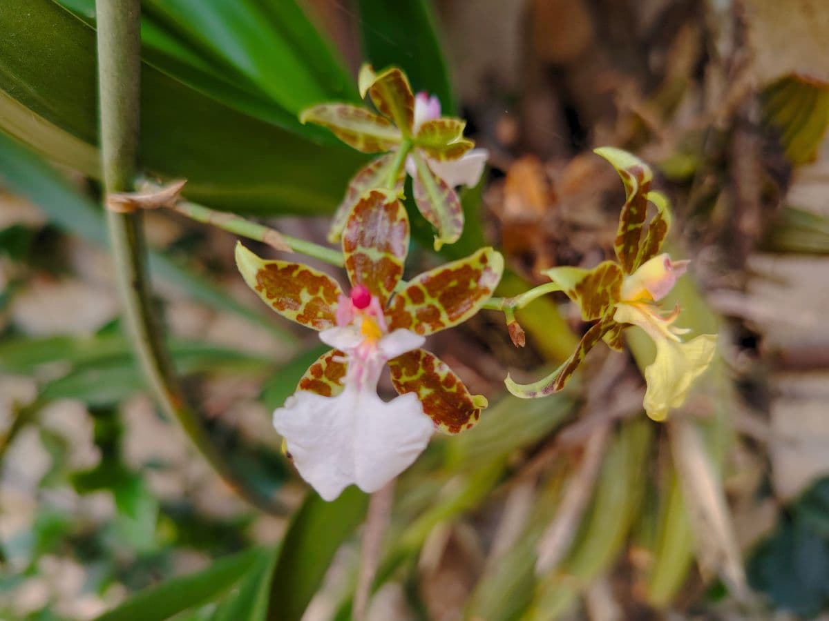 Orchidées Natives