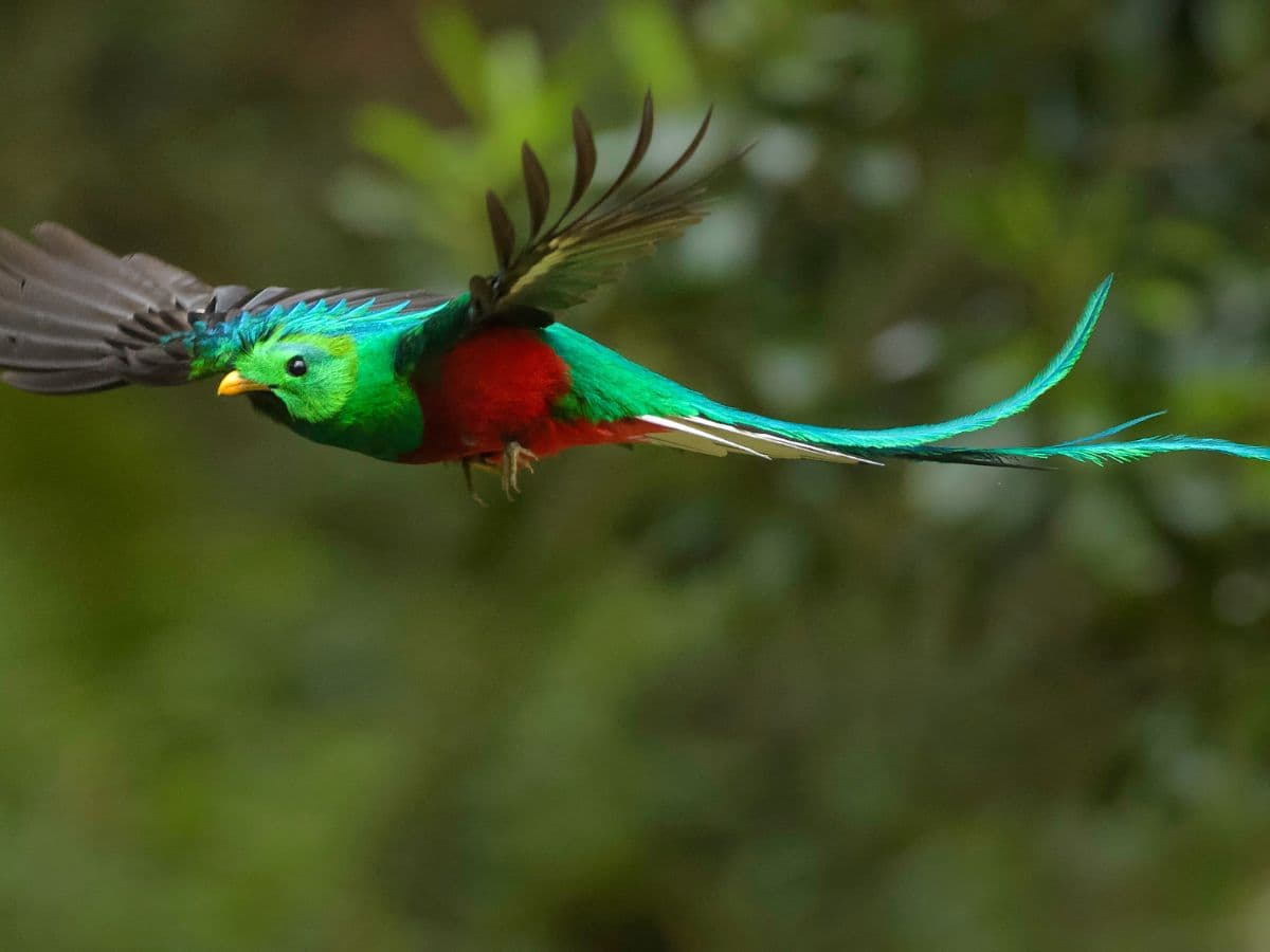 Quetzal & Oiseaux